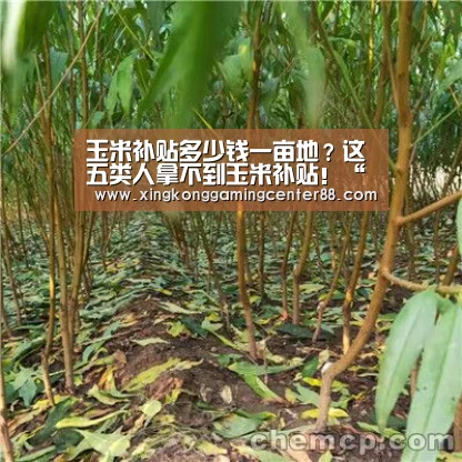 玉米补贴多少钱一亩地?这五类人拿不到玉米补贴!“星空平台”(图2) 星空平台