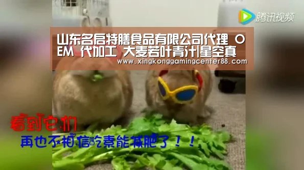 山东名启特膳食品有限公司代理 OEM 代加工 大麦若叶青汁|星空真人(图1) 星空官网